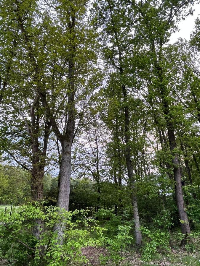 Chalet Liquidambar 祖滕达尔 外观 照片